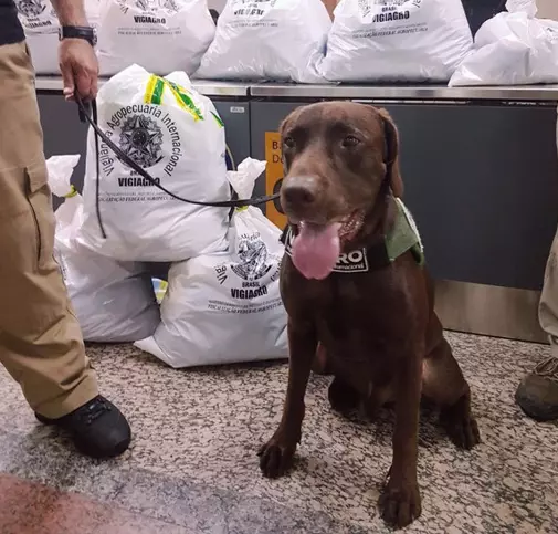 Mapa passa a ter estrutura própria para cães farejadores no Aeroporto Internacional de Guarulhos